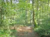 Parco Naturale Regionale del Morvan - Massiccio del Morvan: sentiero nel bosco fiancheggiato da alberi