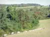 Parco Naturale Regionale del Morvan - Mandria di mucche in un prato ai margini della foresta