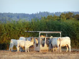 Il Parco Naturale Regionale del Morvan - Charolais mucche bianche in un prato