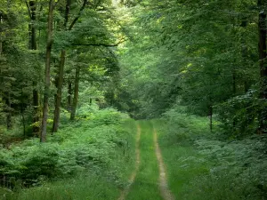 Parco Naturale Regionale Normandie-Maine - Perseigne Forest: strada fiancheggiata da alberi e vegetazione