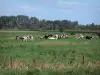 Parco Naturale Regionale Scarpe-Escaut - Mandria di mucche in un prato, gli alberi in fondo