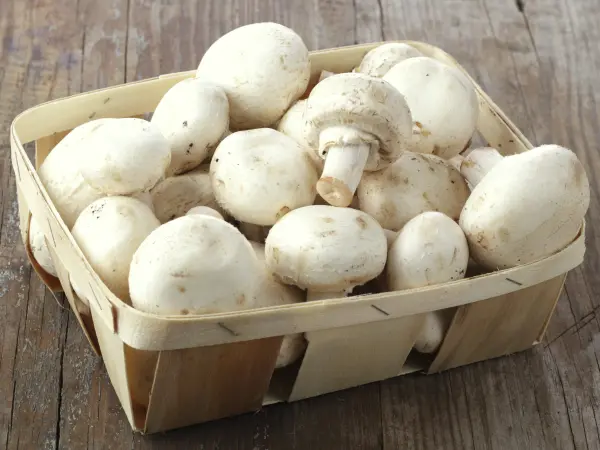 Paris mushrooms - Gastronomy, holidays & weekends guide in the Maine-et-Loire