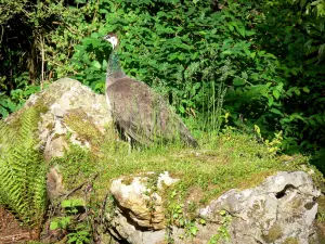 Park Bagatelle - Pfau macht eine Pause auf einem Fels