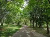 Parque Departamental Georges-Valbon - Camino bordeado de árboles