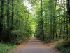 Parque Florestal Poudrerie - Pequena estrada florestal