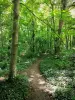 Parque Florestal Poudrerie - Trilha na floresta