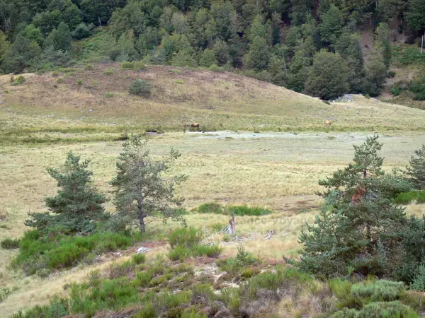 Parque Nacional de Cévennes - Pastagens (pastagens) e árvores; no maciço de Aigoual