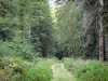 Parque Nacional de Cévennes - Estrada florestal ladeada de árvores e vegetação; no maciço de Aigoual