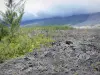 Parque Nacional da Reunião - Vista da vegetação do Grand Brûlé e dos fluxos vulcânicos do Piton de la Fournaise da estrada Laves