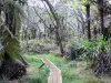 Parque Nacional da Reunião - Caminhadas na floresta de Bélouve