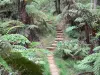 Parque Nacional da Reunião - Caminhadas no coração da floresta Bélouve