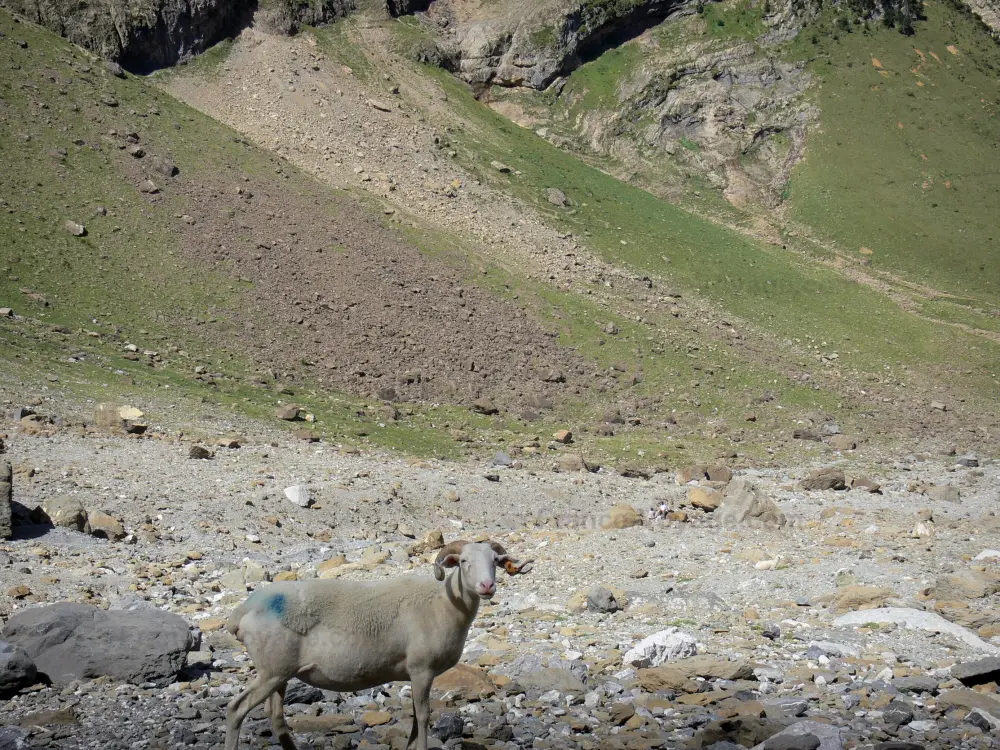 El Parque Nacional de los Pirineos - Parque Nacional de los Pirineos: Ovejas en la Gavarnie