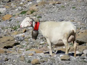 Parque Nacional de los Pirineos - Ram (oveja), con una campana