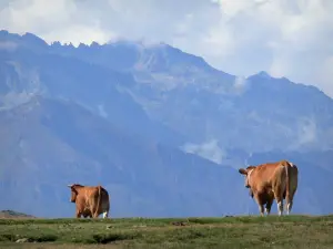 Parque Nacional de los Pirineos - Dos vacas caminando, montañas y la niebla en el fondo