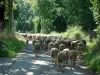 Parque Natural Regional de Alto Languedoc - Calle arbolada con un rebaño de ovejas