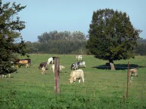 Parque Natural Regional del Avesnois - Rebaño de vacas en un prado, cerca y árboles