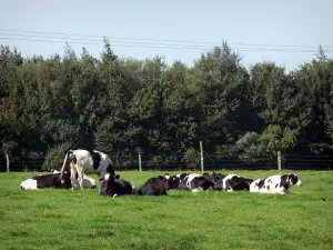 Parque Natural Regional del Avesnois - Vacas en un prado, árboles en el fondo