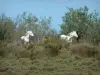 Parque Natural Regional de Camargue - Nozes charnecas e árvores com cavalos brancos Camargue