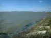 Parque Natural Regional de Camargue - Lagoa Vaccarès forrado com canas