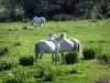 Parque Natural Regional de Camargue - Prato coberto de vegetação com cavalos brancos Camargue