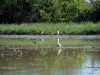 Parque Natural Regional de Camargue - Pântano forrado com juncos com pássaros