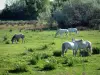 Parque Natural Regional de Camargue - Terra plana coberta de vegetação onde cavalos brancos pastam Camargue