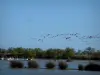 Parque Natural Regional de Camargue - Pântano com flamingos cor de rosa em pleno vôo