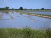 Parque Natural Regional de Camargue - Pântano estendido plano com árvores à distância