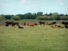 Parque Natural Regional de Camargue - Rebanho de touros em um prado