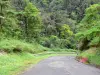 Parque Natural Regional da Martinica - Trace estrada atravessando a floresta tropical