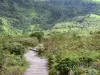 Parque Natural Regional da Martinica - Montagne Pelée: pista de caminhada com vegetação