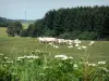 Parque Natural Regional das Ardenas - Thiérache Ardennes: rebanho de vacas em um prado, perto de uma madeira, flores silvestres em primeiro plano