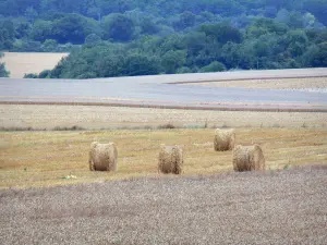 Parque Natural Regional de Gâtinais Francés - Las balas de paja en un campo y el bosque en el fondo