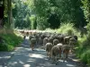 Parque Natural Regional de Haut-Languedoc - Estrada arborizada com um rebanho de ovelhas