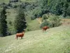 Parque Natural Regional de Haut-Languedoc - Pasto com duas vacas e árvores ao fundo