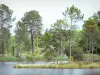 Parque Natural Regional de Landes de Gascogne - Área departamental de Hostens: floresta de pinheiros, juncos e área de natureza do lago