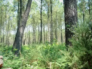 Parque Natural Regional de las Landas de Gascuña - Maleza de un bosque de pinos