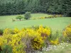 Parque Natural Regional de Millevaches em Limousin - Genetas em flor, pastagens e floresta do planalto de Millevaches
