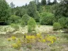 Parque Natural Regional de Millevaches em Limousin - Vegetação do planalto de Millevaches