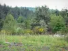 Parque Natural Regional de Millevaches em Limousin - Floresta e vegetação em flor do parque natural