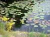 Parque Natural Regional de Millevaches em Limousin - Planalto de Millevaches: nenúfares da lagoa Oussines
