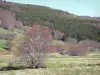 Parque Natural Regional dos Montes d'Ardèche - Pastos pontilhada com árvores à beira de uma floresta