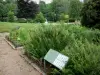 Parque Natural Regional de Morvan - Herbularium (jardín de hierbas aromáticas), de la Casa del Parque - Espace Saint-Brisson