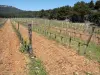 Parque Natural Regional de Narbonnaise no Mediterrâneo - Maciço de la Clape: parcela da vinha cercada por floresta