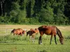 Parque Natural Regional de Perche - Cavalos em um prado