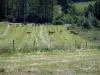 Parque Natural Regional Périgord-Limousin - Vacas em um pasto e árvores