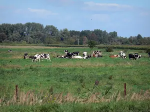 Parque Natural Regional Scarpe-Escaut - Rebaño de vacas en un prado, árboles en el fondo