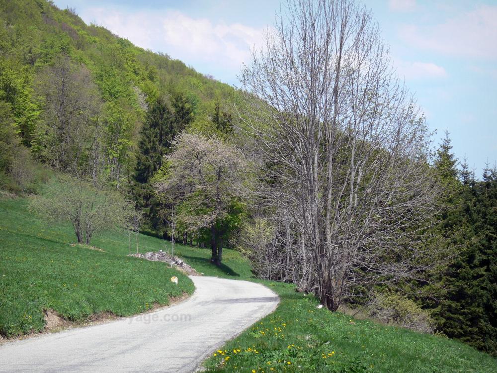 El Parque Natural Regional de Vercors - Parque Natural Regional del Vercors: Vercors macizo: Ecouges carretera bordeada de árboles y pastos