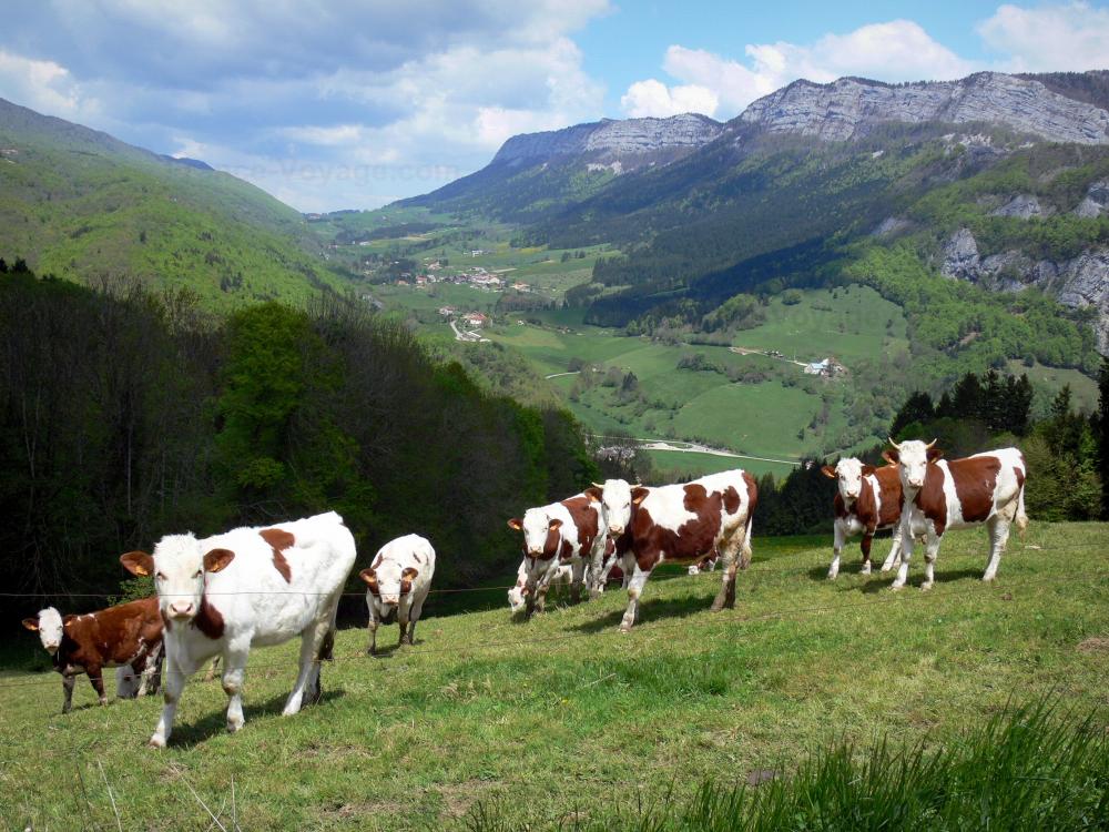 El Parque Natural Regional de Vercors - Paisajes del Delfinado: Parque Natural Regional de Vercors (Vercors): rebaño de vacas en un prado con vistas a las montañas del Vercors