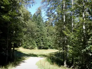 Parque Natural Regional de Vercors - Camino en el corazón del bosque de Lente